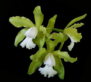 Cattleya tigrina alba 'Green Destiny' x self (4"p)