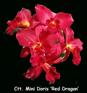Ctt. Mini Doris Red Dragon (3" p) Meristem