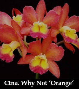 Ctna. Why Not 'Orange' (5"p)