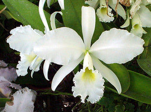 Cattleya warnerii alba 'Great White Hope' x 'Mauna Kea' AM/AOS (2"p)