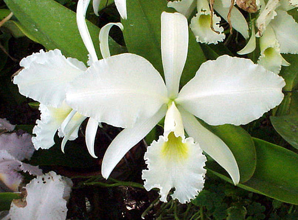 Cattleya warnerii alba 'Great White Hope' x 'Mauna Kea'Am/AOS (2