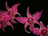 Dendrobium Hawaii Spectacular (4"p)<br>Den. (Big Alex x spectabile)
