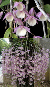 Dendrobium aphyllum (m)