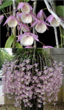 Dendrobium aphyllum (m)