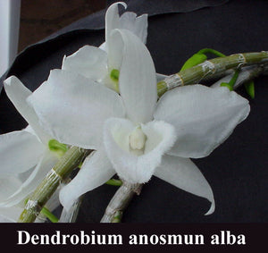 Dendrobium anosmum alba (superbum)<br>3" Basket)