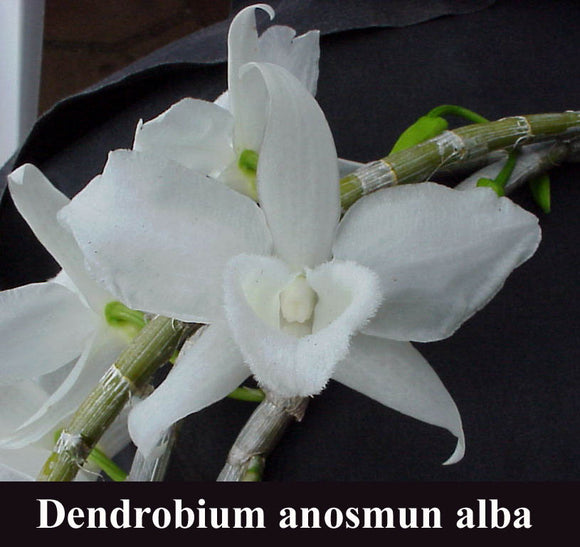 Dendrobium anosmum alba (superbum)<br>3