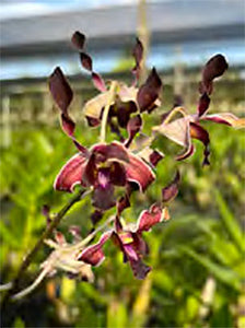 Dendrobium (antenatum x Helix) (4"p)