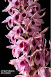 Dendrobium anosmum (superbum) (in basket)