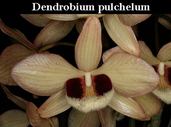 Den. pulchellum (3