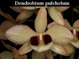 Den. pulchellum (3"b)
