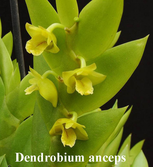Dendrobium anceps(m)