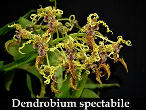 Dendrobium spectabile (4"p)