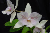 Diac. Chantilly Lace 'Twinkle' (5"p)