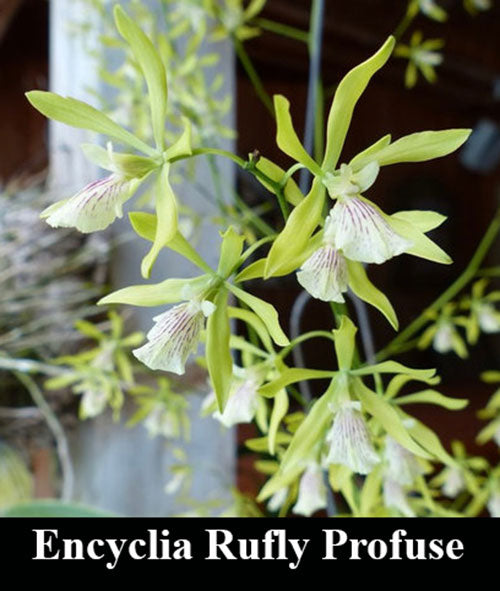 Encyclia Rufly Profuse (4