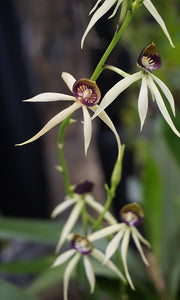 Encyclia cochleata (4"p)