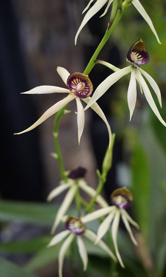 Encyclia cochleata (4