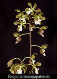 Encyclia naranjapatensis (2"p)