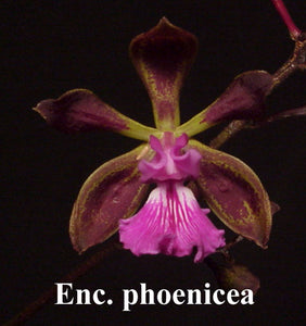Encyclia phoenicia 'Chocolate' (4"b)