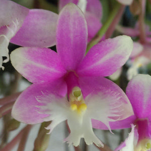Epidendrum Princess Valley 'Inocence' x self (2" p)