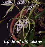 Epidendrum ciliare (4" p)