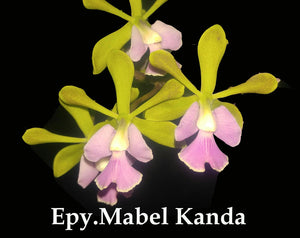 Epy. Mabel Kanda (5" p)