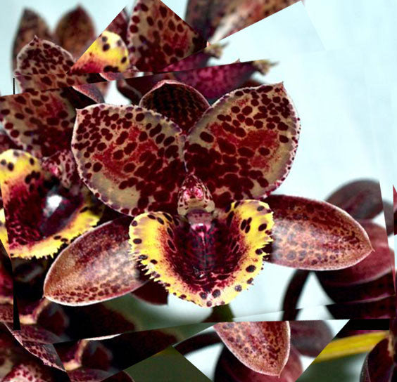 Products Page 11 Plantio La Orquidea products-page-11-plantio-la-orquidea