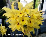 Laelia aurea x self  (4"b)