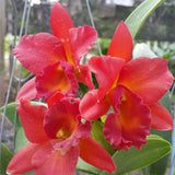 Lc. (Faye Miyamoto x President Fortune ) x Kauai Starbright (4" p)