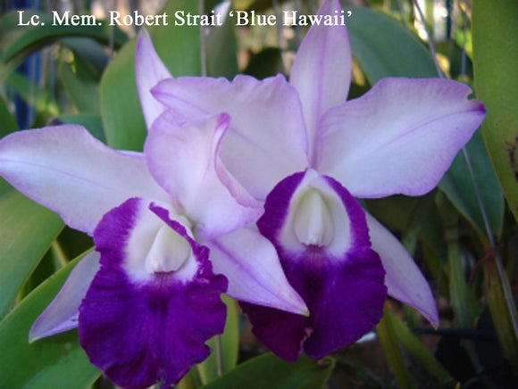 C. Mem. Robert Strait 'Blue Hawaii' (2