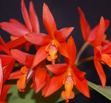Lc. Trick or Treat 'La Orquidea' x self  (6"p)
