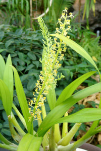 Liparis viridiflora (b/r)
