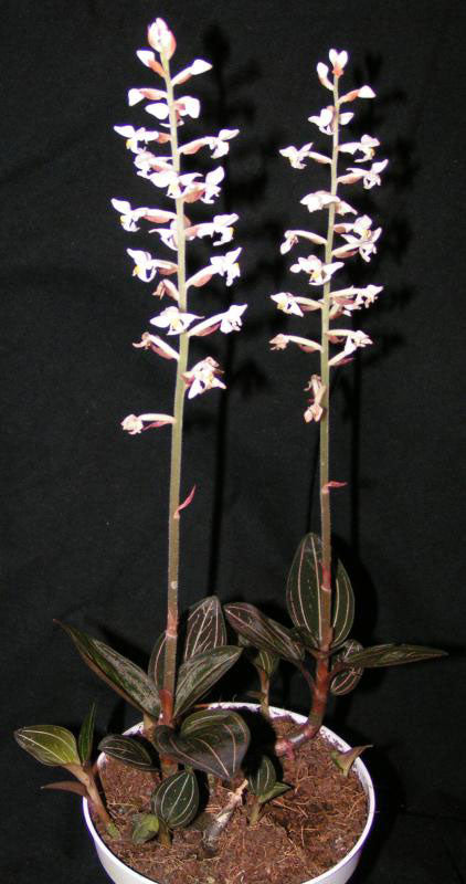 Ludisia discolor (4