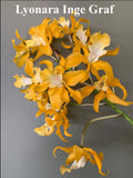 Lyonara Inge Graf (5"p) <br> ( Lc. Gold Digger x Sch. undulata alba 'Graf's Emerald')