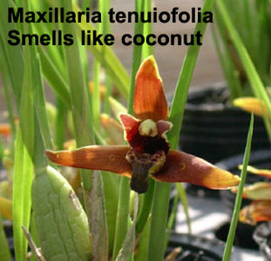 Maxillaria tenuifolia (coconut orchid)<br>(4"b)