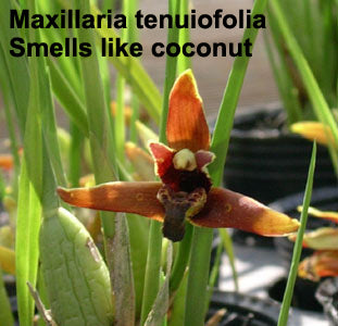 Maxillaria tenuifolia (coconut orchid) (BR)