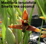 Maxillaria tenuifolia (coconut orchid) (8"b)