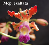 Mcp. exaltata 'Sarasota' x self (m)