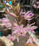 Myrmecophila humboldtii (bare root)
