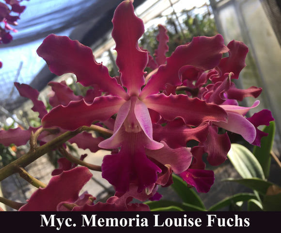 Myrmecocattleya Mem. Louise Fuchs (8
