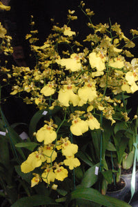 Oncidium Sweet Sugar (4" pot)