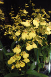 Oncidium Sweet Sugar (4" pot)