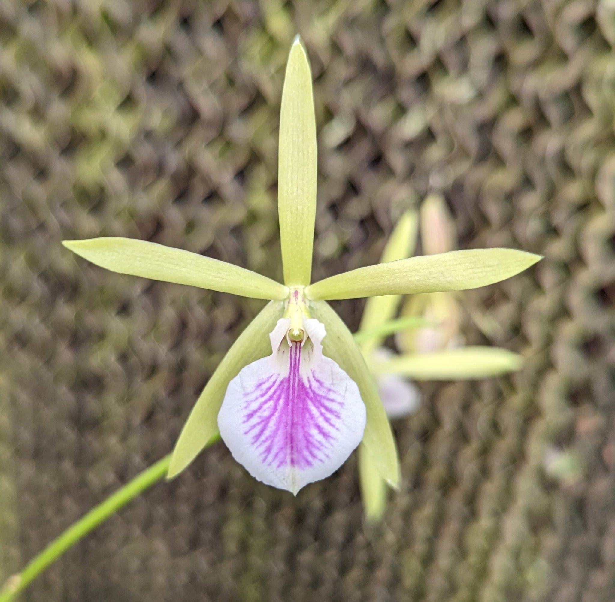 Bepi. Gordon Vickers B. nodosa x Enc. tampensis (4