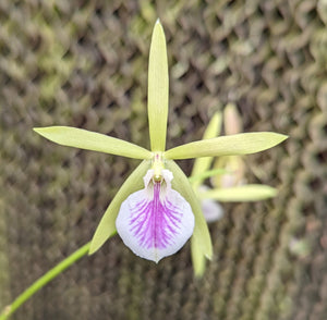 Bepi. Gordon Vickers <br> B. nodosa x Enc. tampensis (4"p)