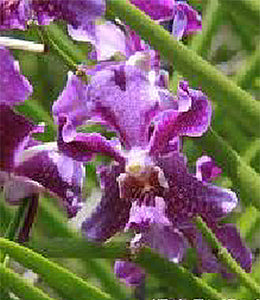 Papiliovanda Chaopraya Violet (BR)