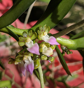 Pelatantheria insectifera (m)