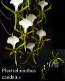 Plectrelminthus caudatus (3"b)