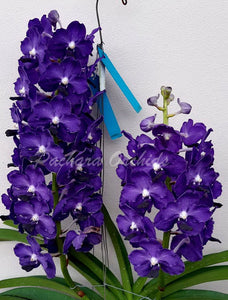 Vandachostylis Ploenpit Blue (3"b)