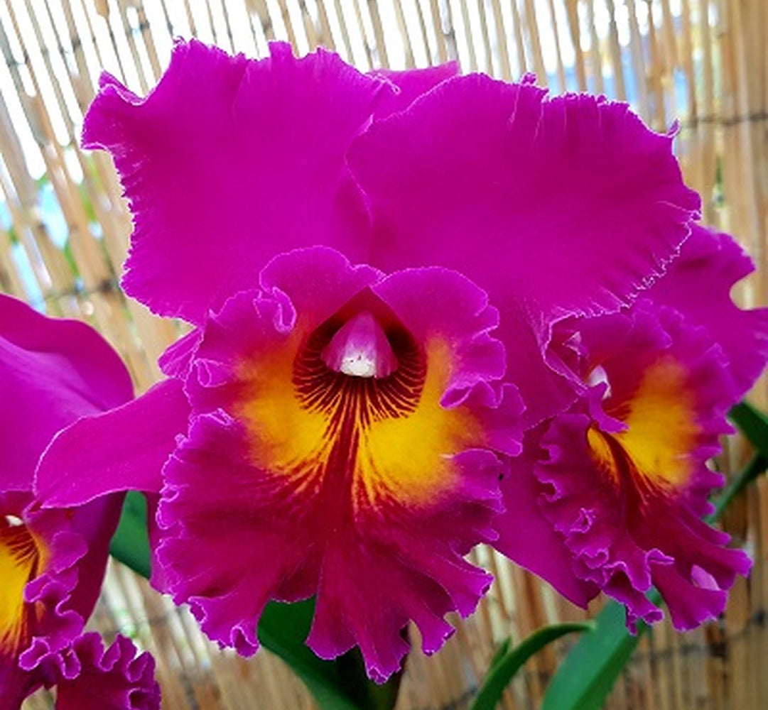 Cattleya Hybrids – Tagged 