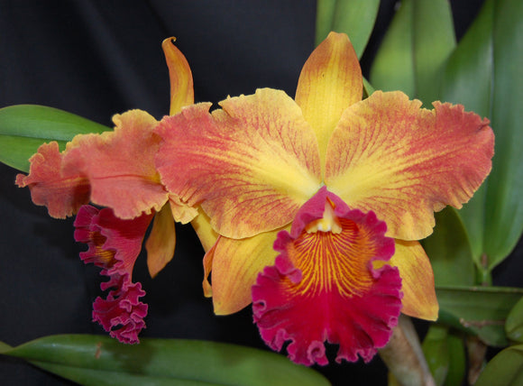 Pot. Susan Fender 'Cinnamon Stick' AM/AOS (5