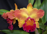 Pot. Susan Fender 'Cinnamon Stick' AM/AOS (6"p)